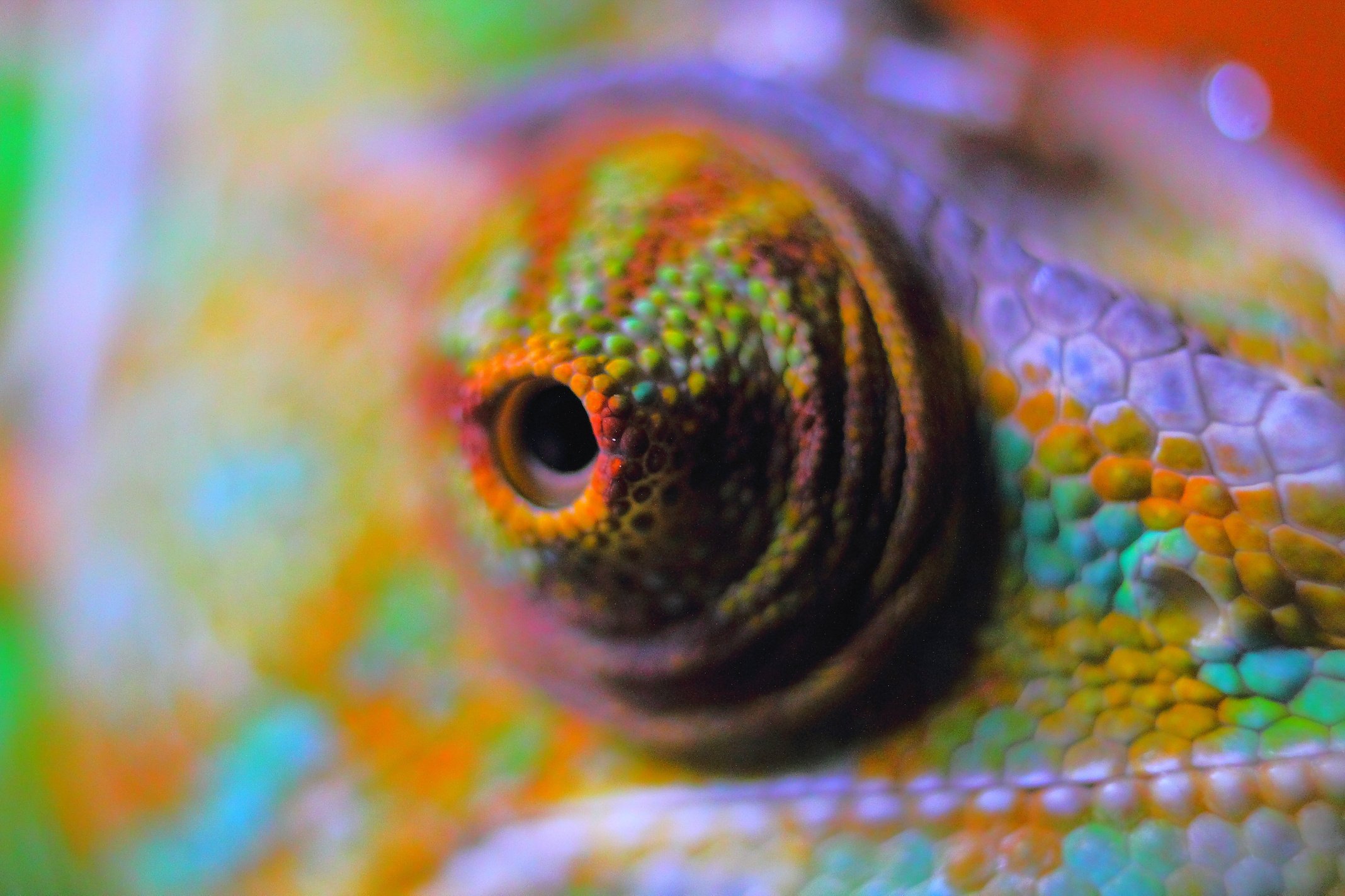 Eye of a Chameleon