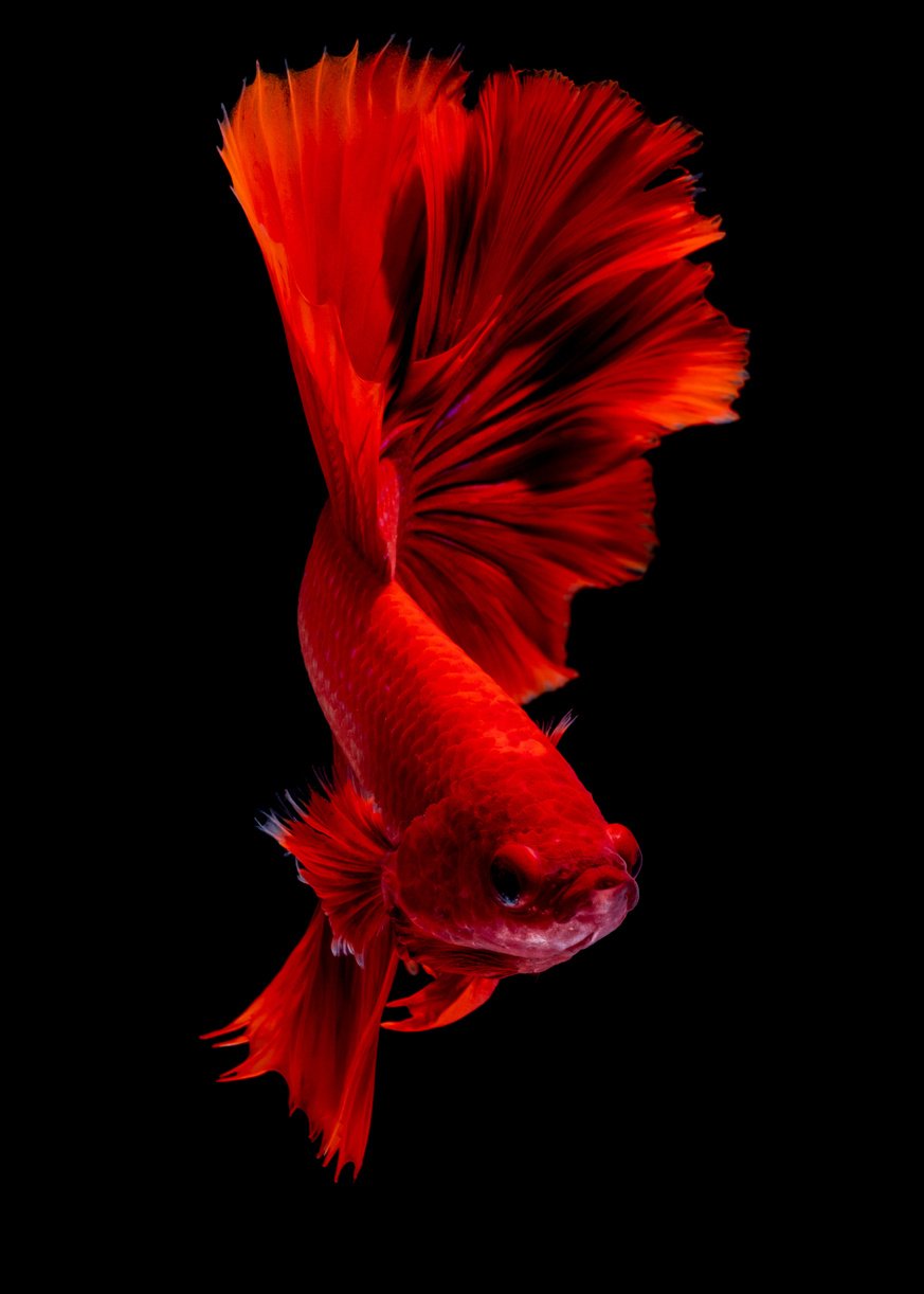 Betta fish Fight in the aquarium