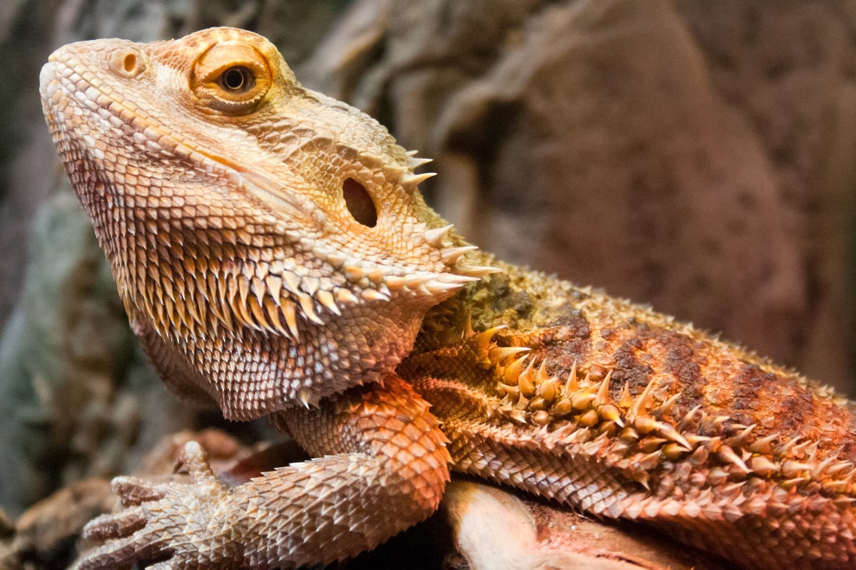 Horned Lizard or Horny Toad